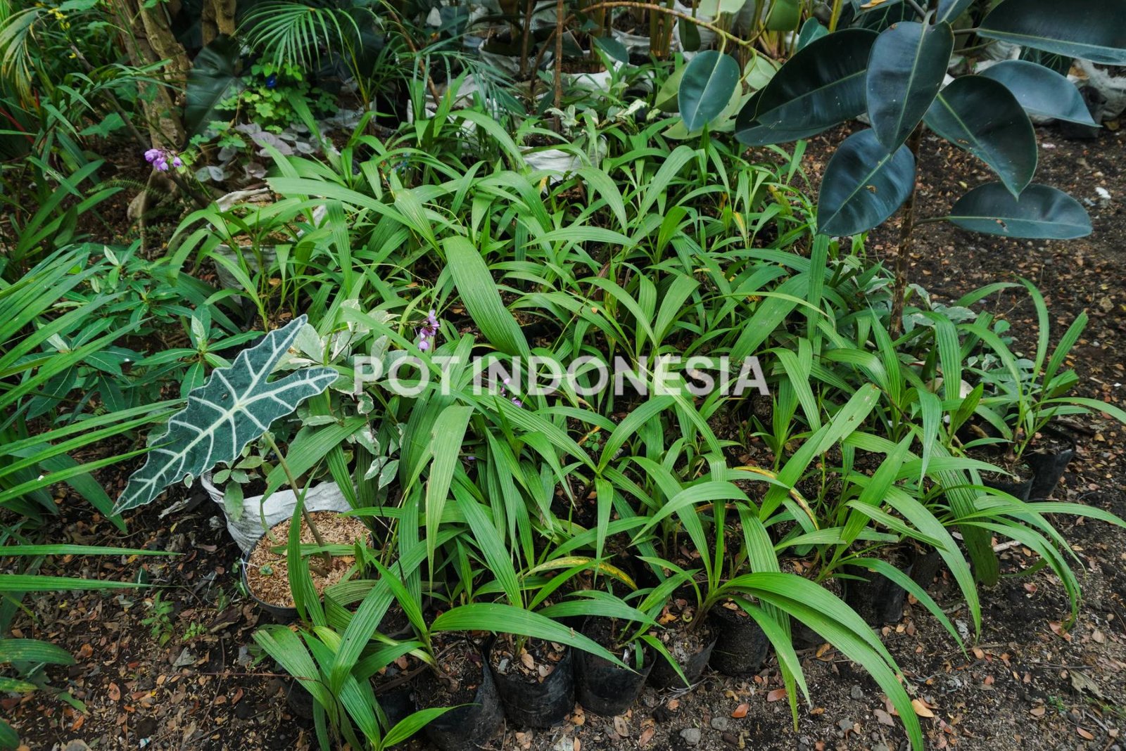 Anggrek Tanah Ungu – Spathoglottis plicata