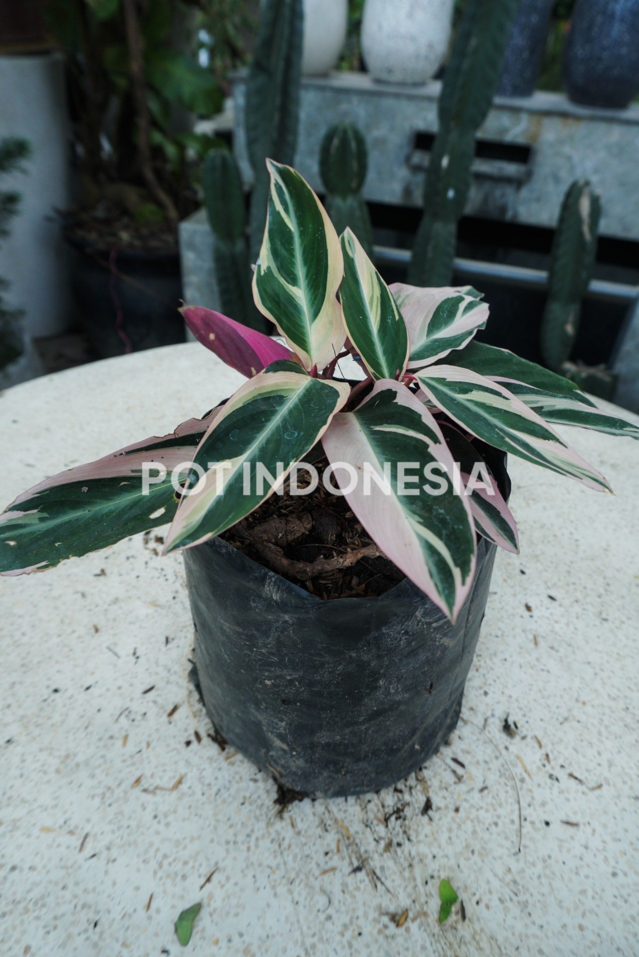 Calathea white fusion-Meranti Tisu - foto 3