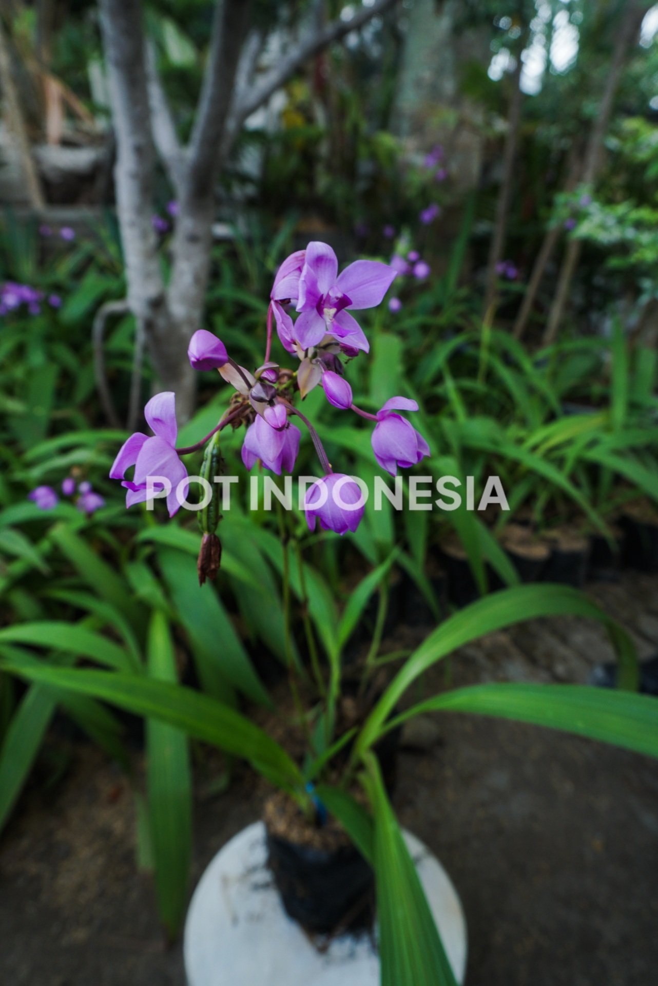 Anggrek Tanah Ungu – Spathoglottis plicata - foto 2