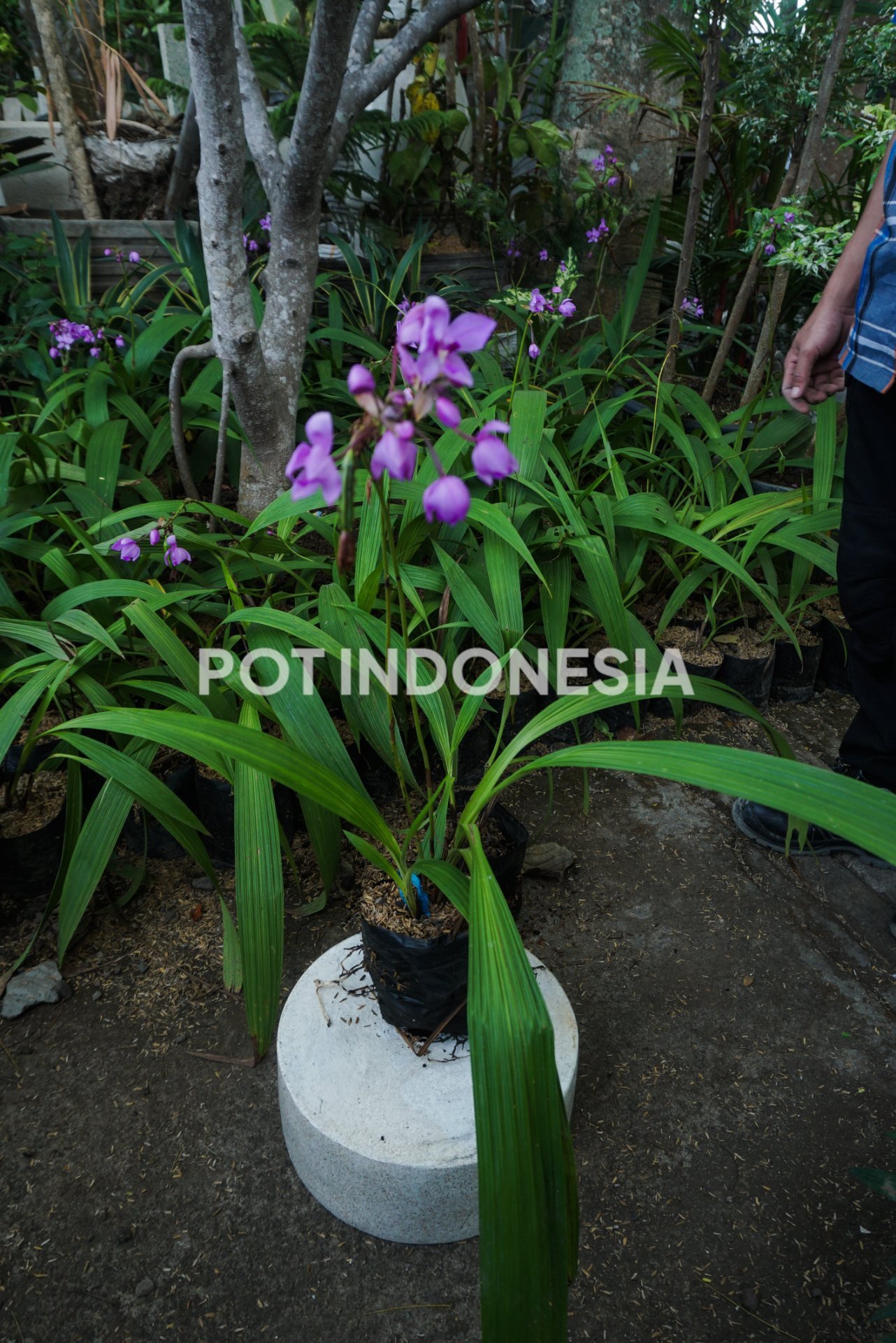 Anggrek Tanah Ungu – Spathoglottis plicata - foto 3