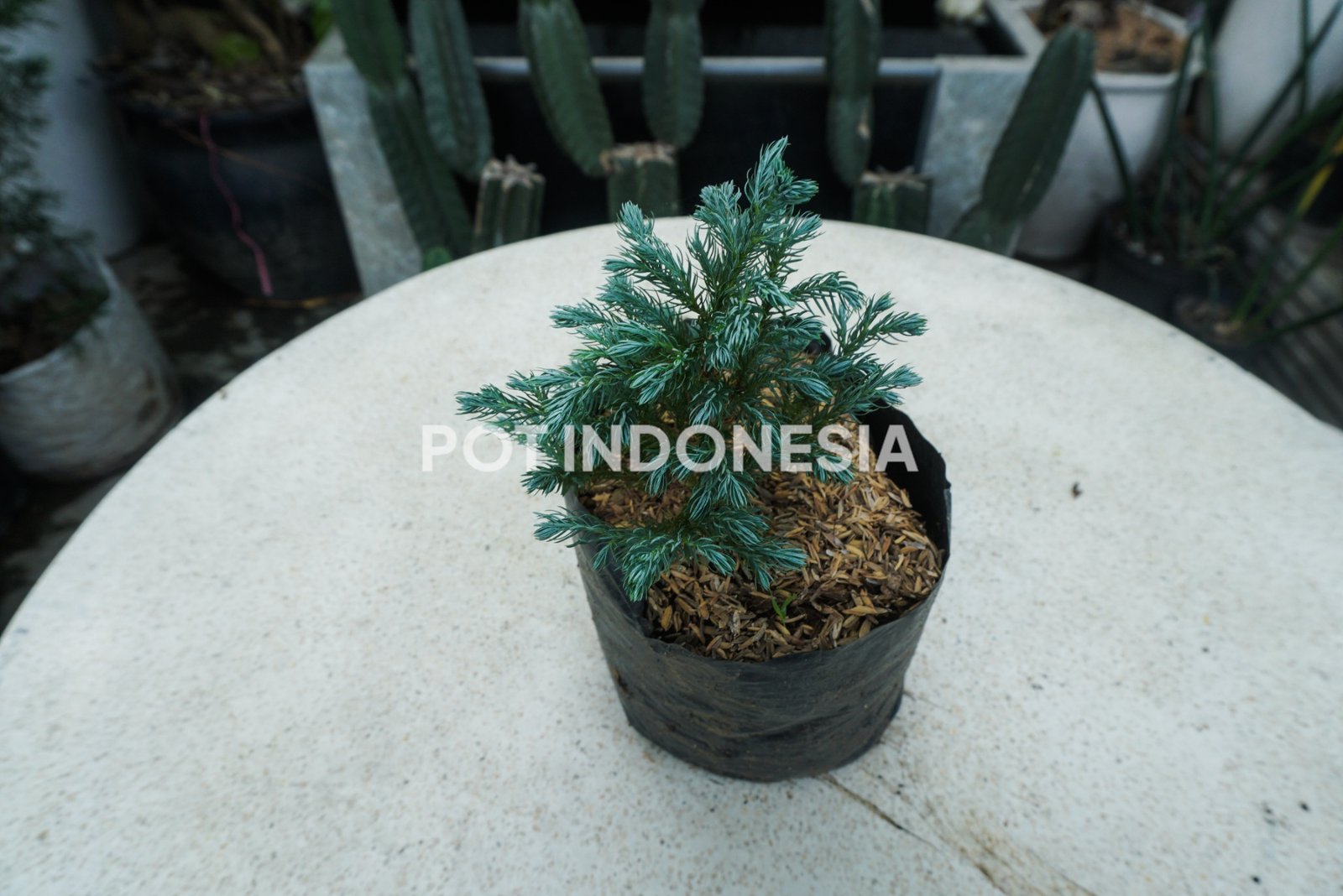 Cemara Blue Star- Cemara Salju tmana - foto 2