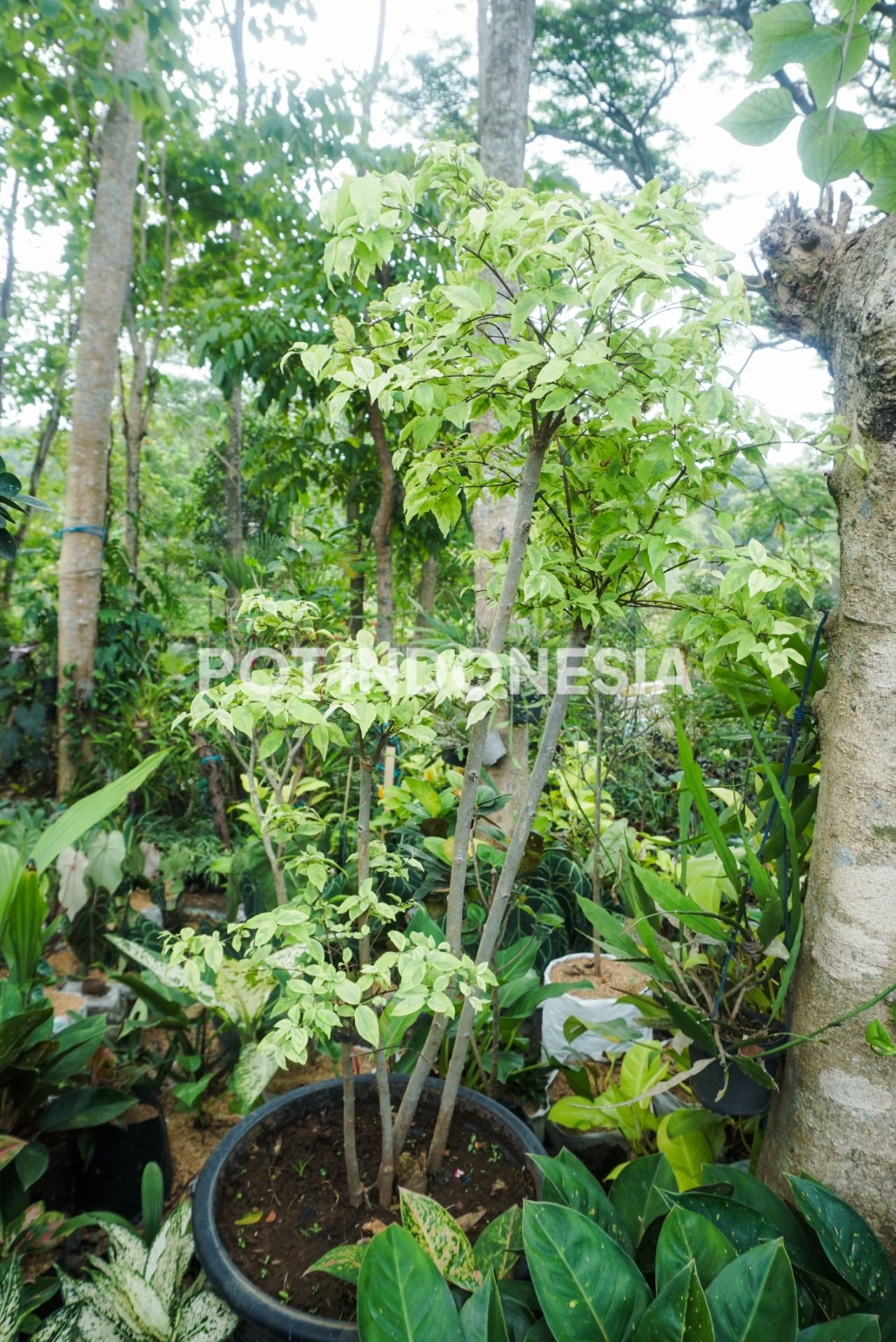 Bonsai Anting Putri - foto 2