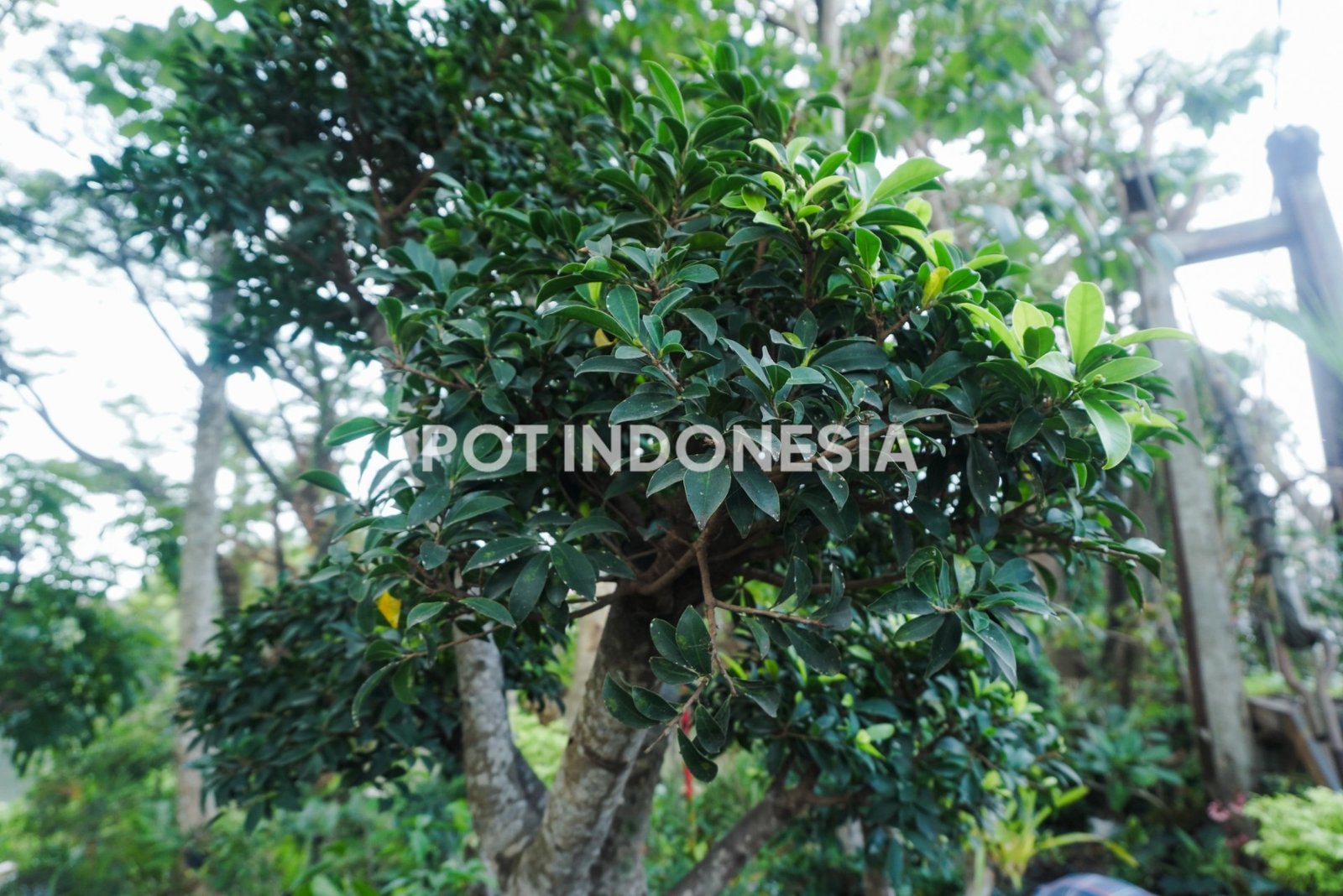 Bonsai Beringin Dolar – Ficus microcarpa - foto 2