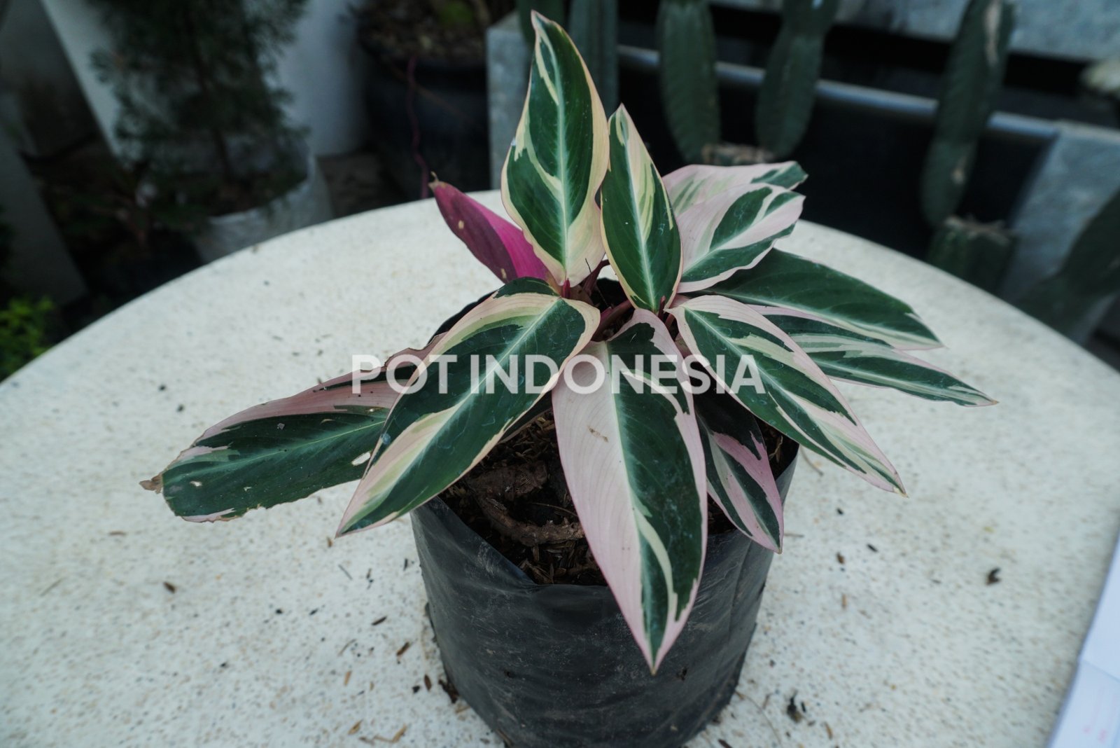 Calathea white fusion-Meranti Tisu - foto 2