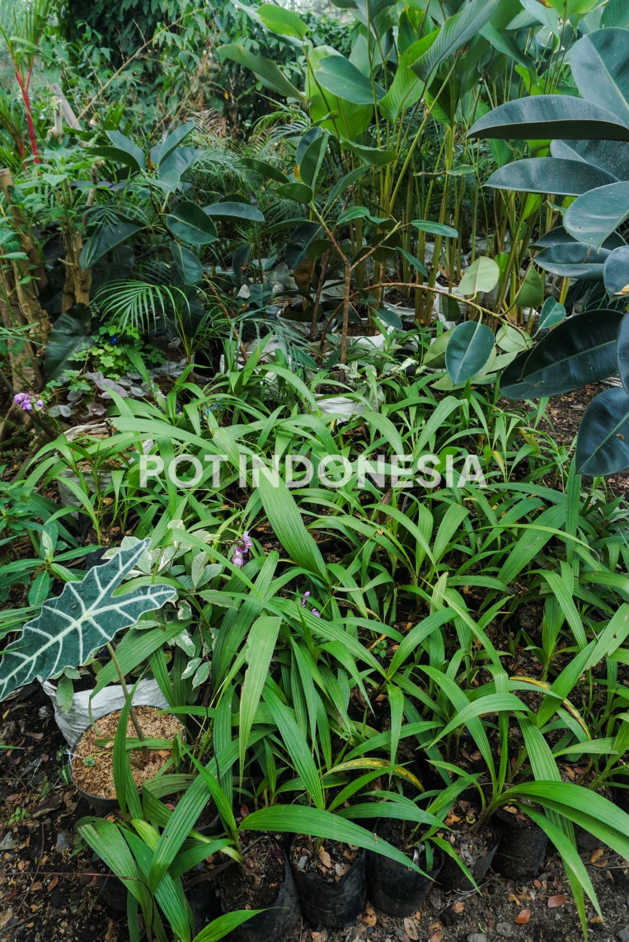 Anggrek Tanah Ungu – Spathoglottis plicata - foto 5