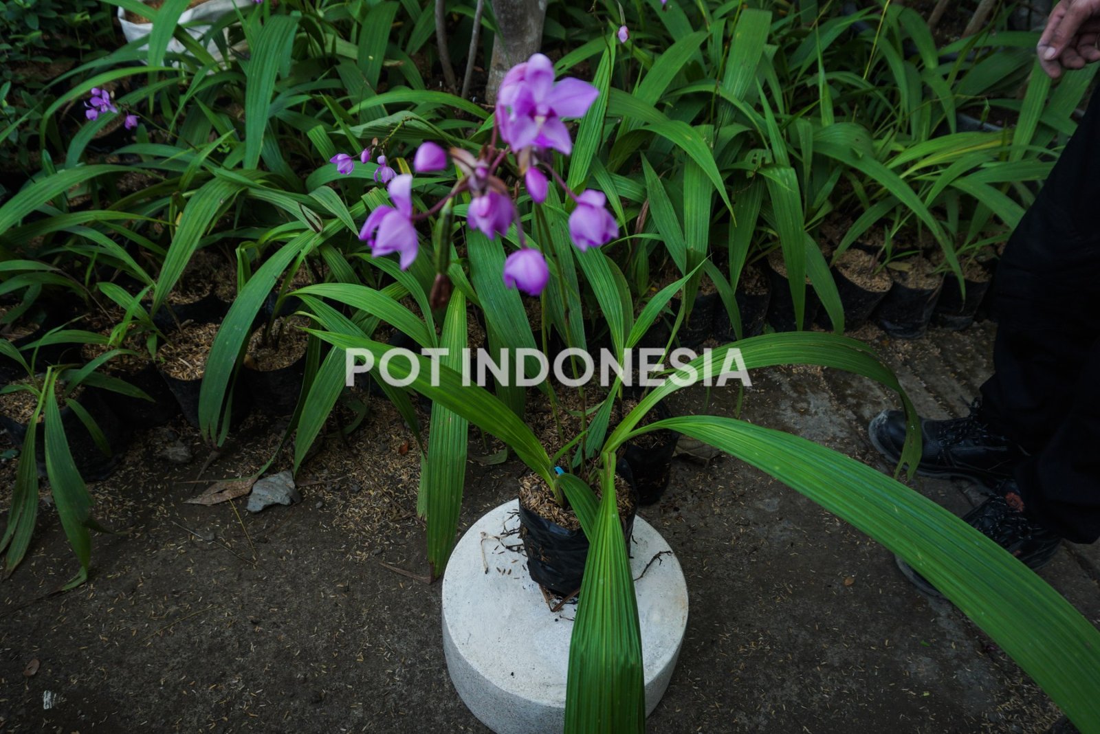 Anggrek Tanah Ungu – Spathoglottis plicata - foto 4