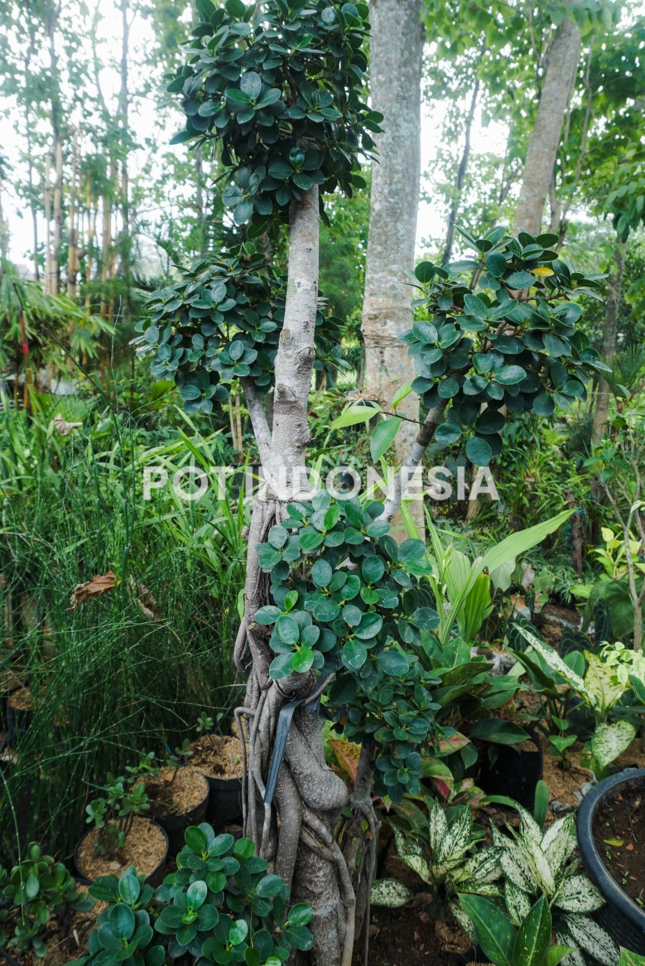 Bonsai Beringin Dolar – Ficus microcarpa - foto 5