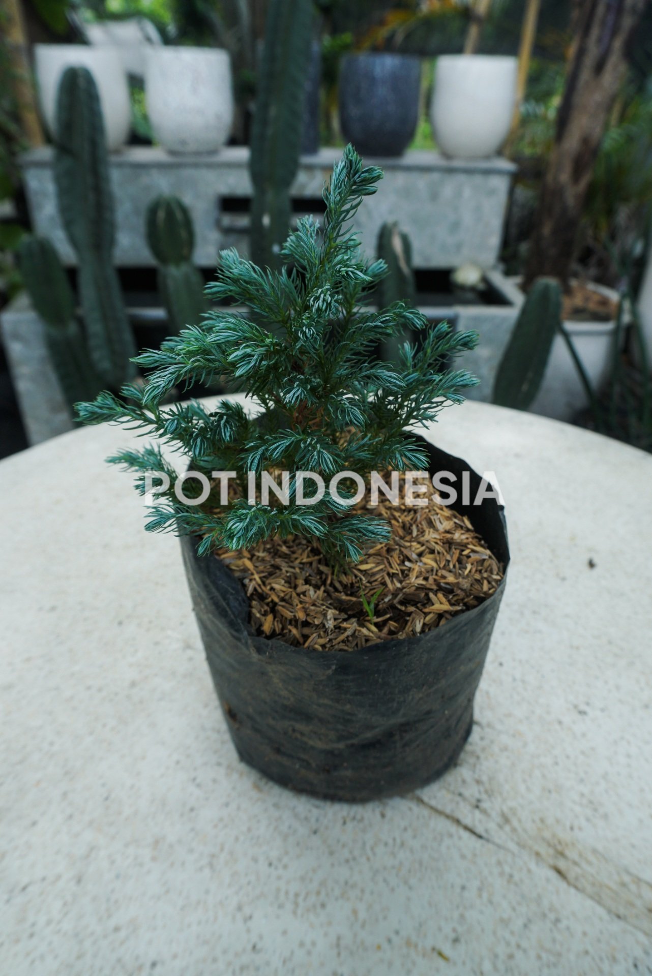 Cemara Blue Star- Cemara Salju tmana - foto 3
