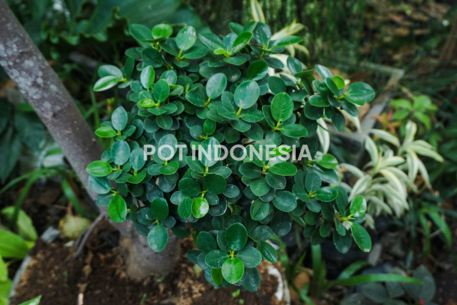 Bonsai Beringin Dolar – Ficus microcarpa - foto 4