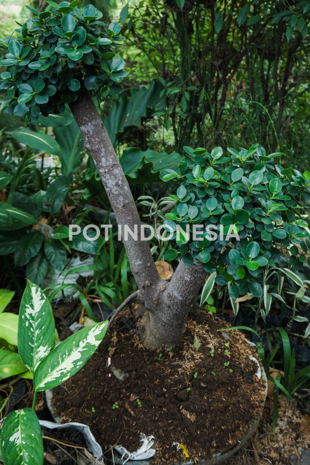 Bonsai Beringin Dolar – Ficus microcarpa - foto 6