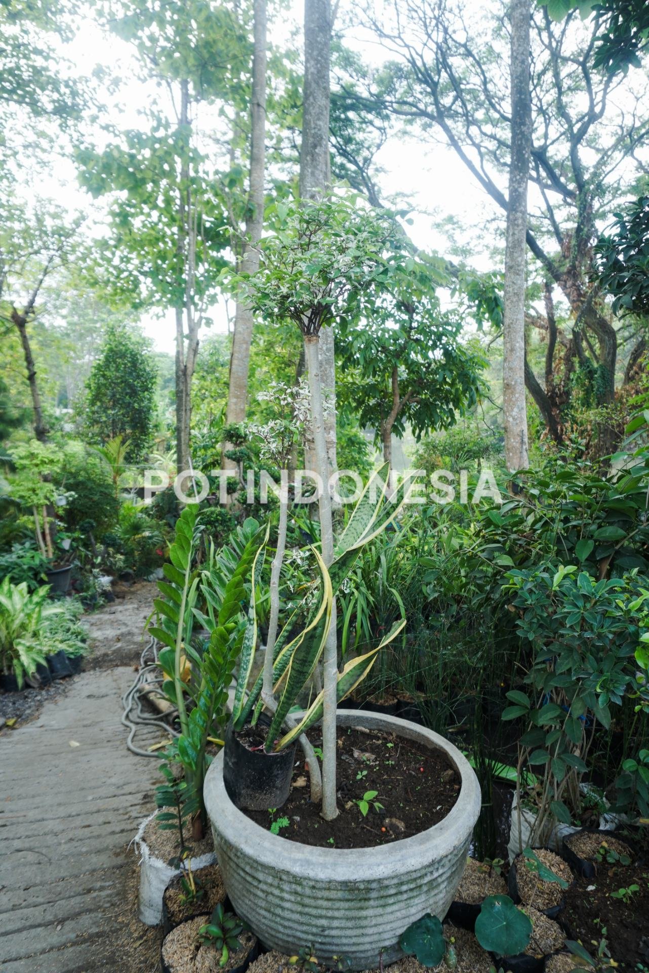 Bonsai Beringin Dolar – Ficus microcarpa - foto 3
