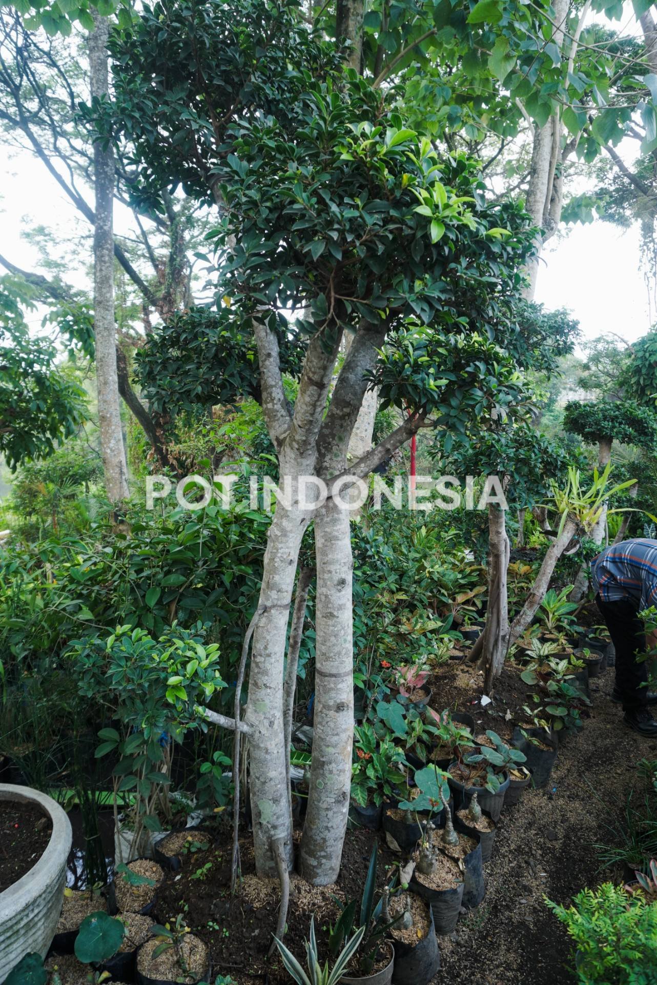 Bonsai Beringin Dolar – Ficus microcarpa